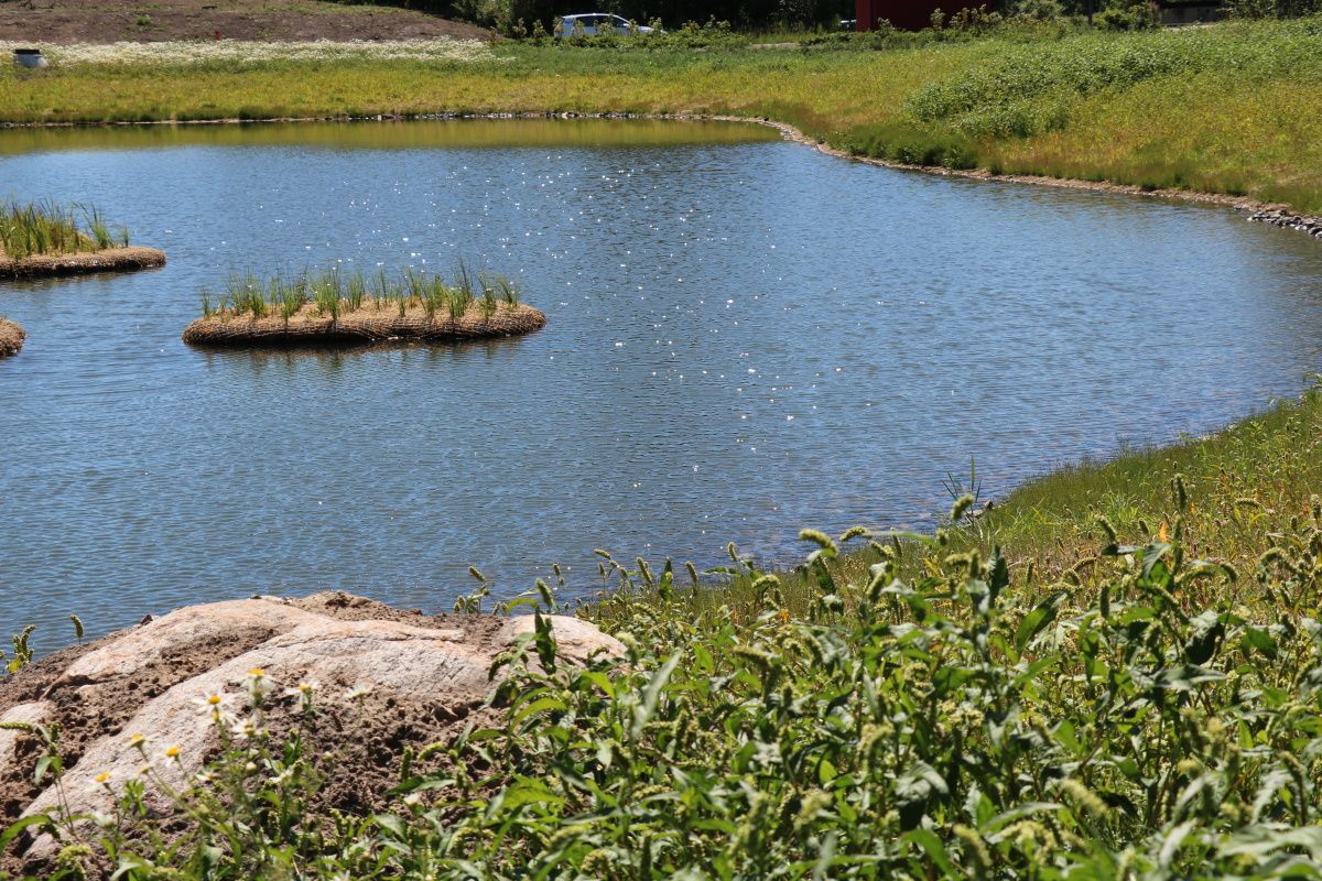 En dagvattendamm och vegetation i solljus