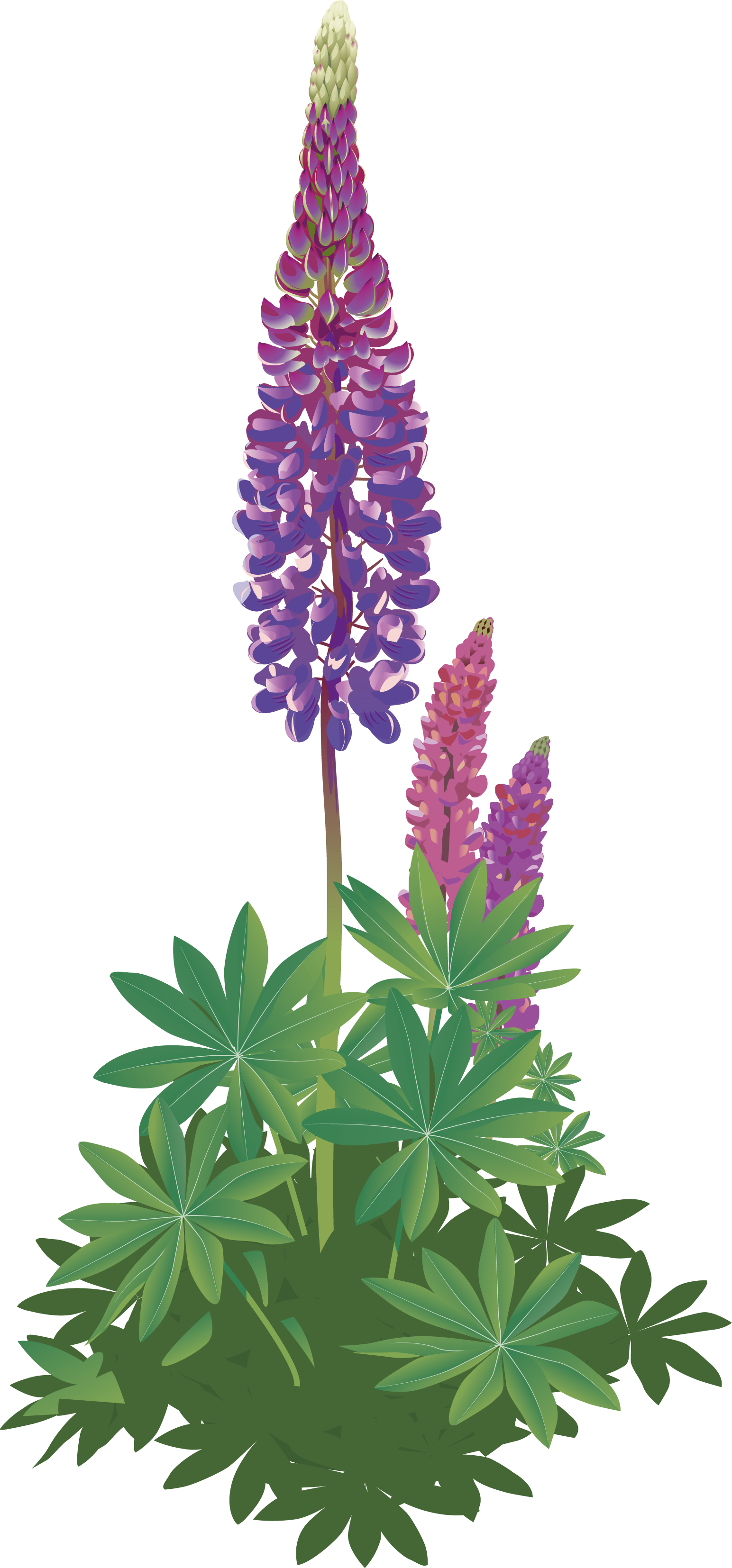 Blomsterlupin