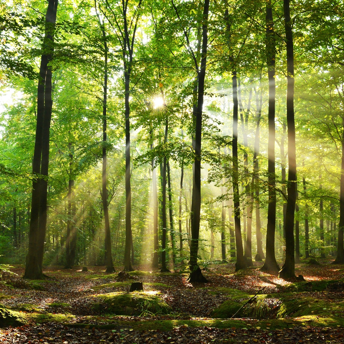 Skog där solen lyser genom träden