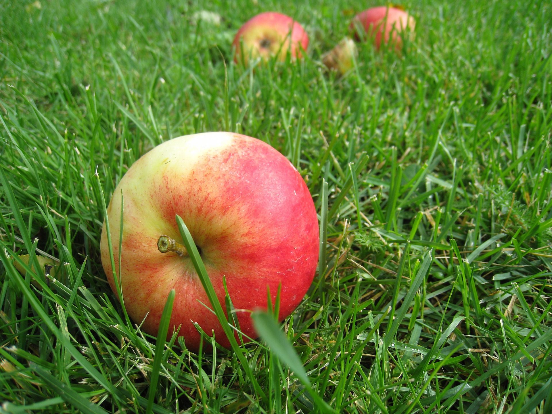 Äpplen som ligger i gräset